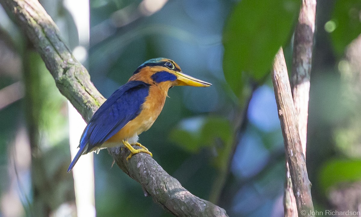 Rufous-collared Kingfisher - John Richardson