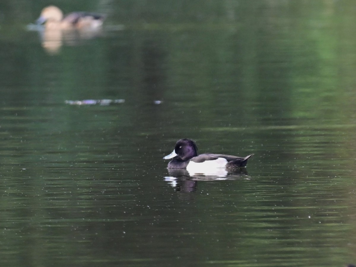 Tufted Duck - ML615390454
