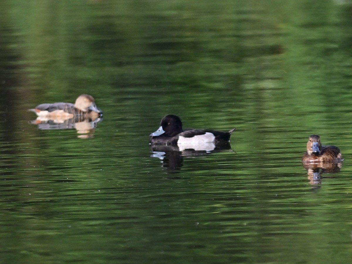Tufted Duck - ML615390457
