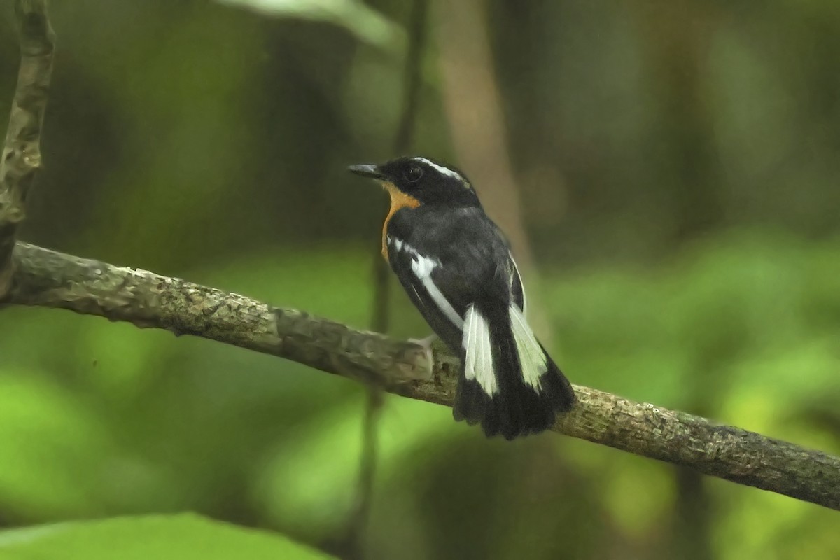Rufous-chested Flycatcher - ML615390584