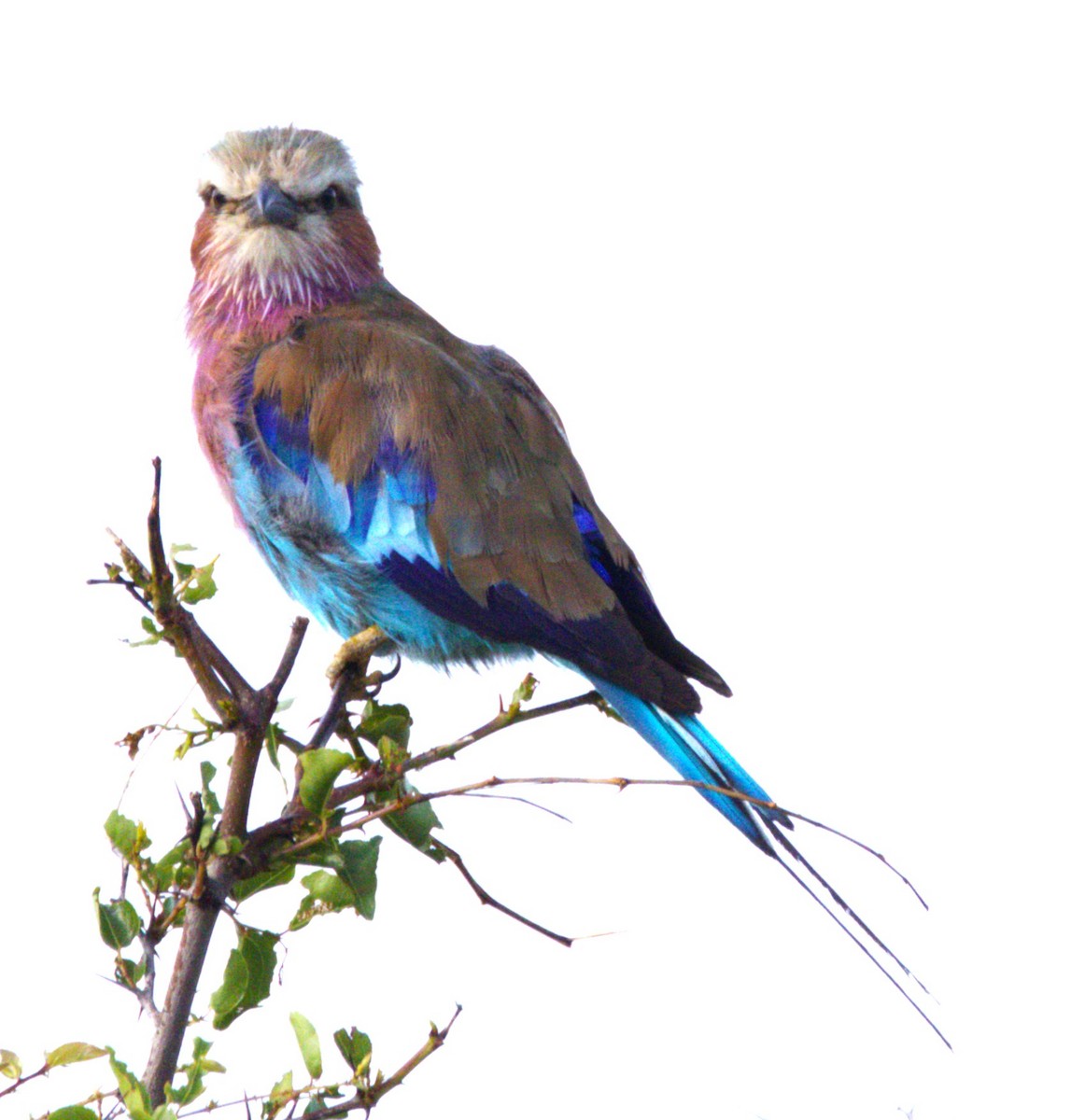 Lilac-breasted Roller - ML615390729