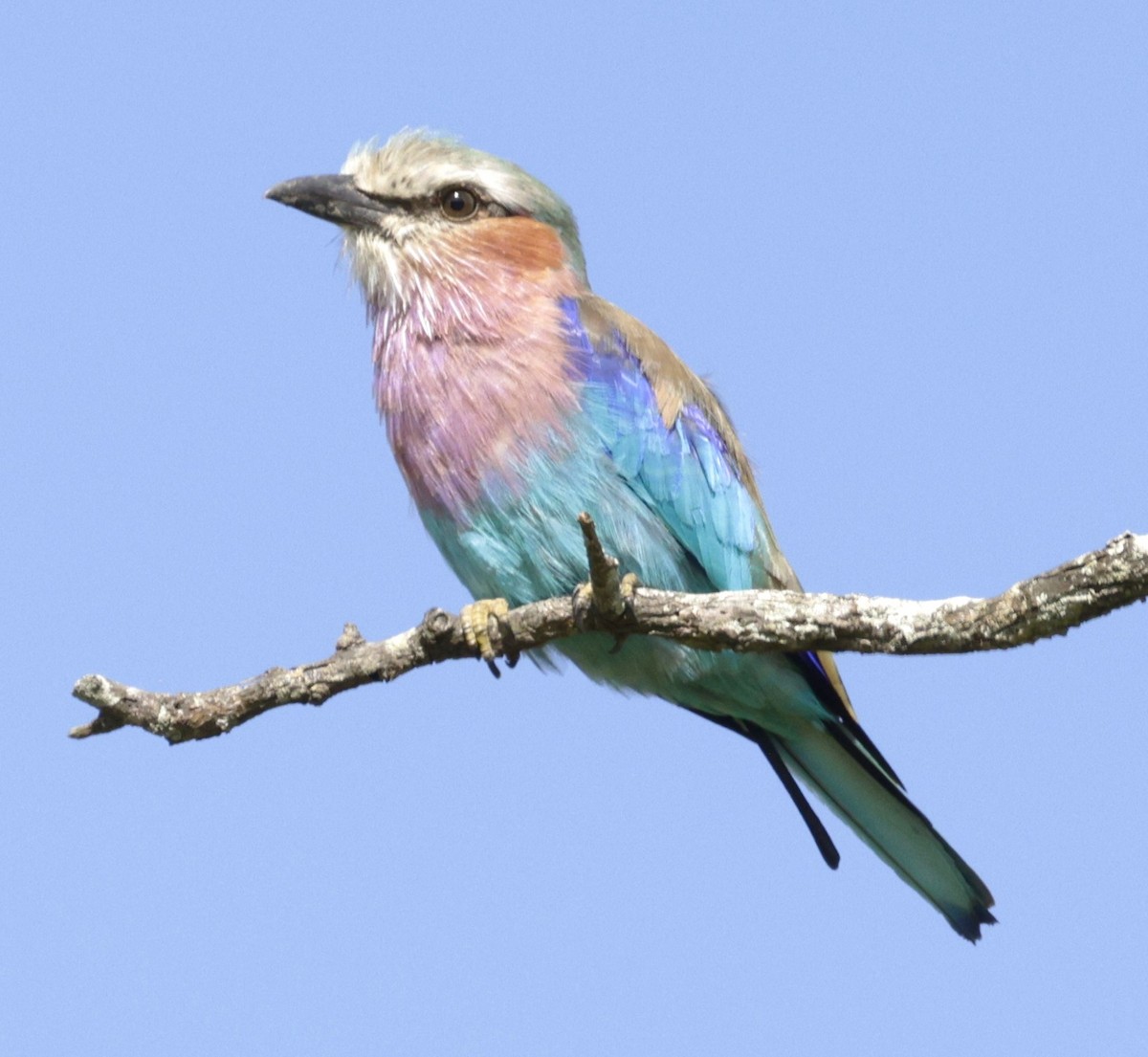 Lilac-breasted Roller - ML615390974