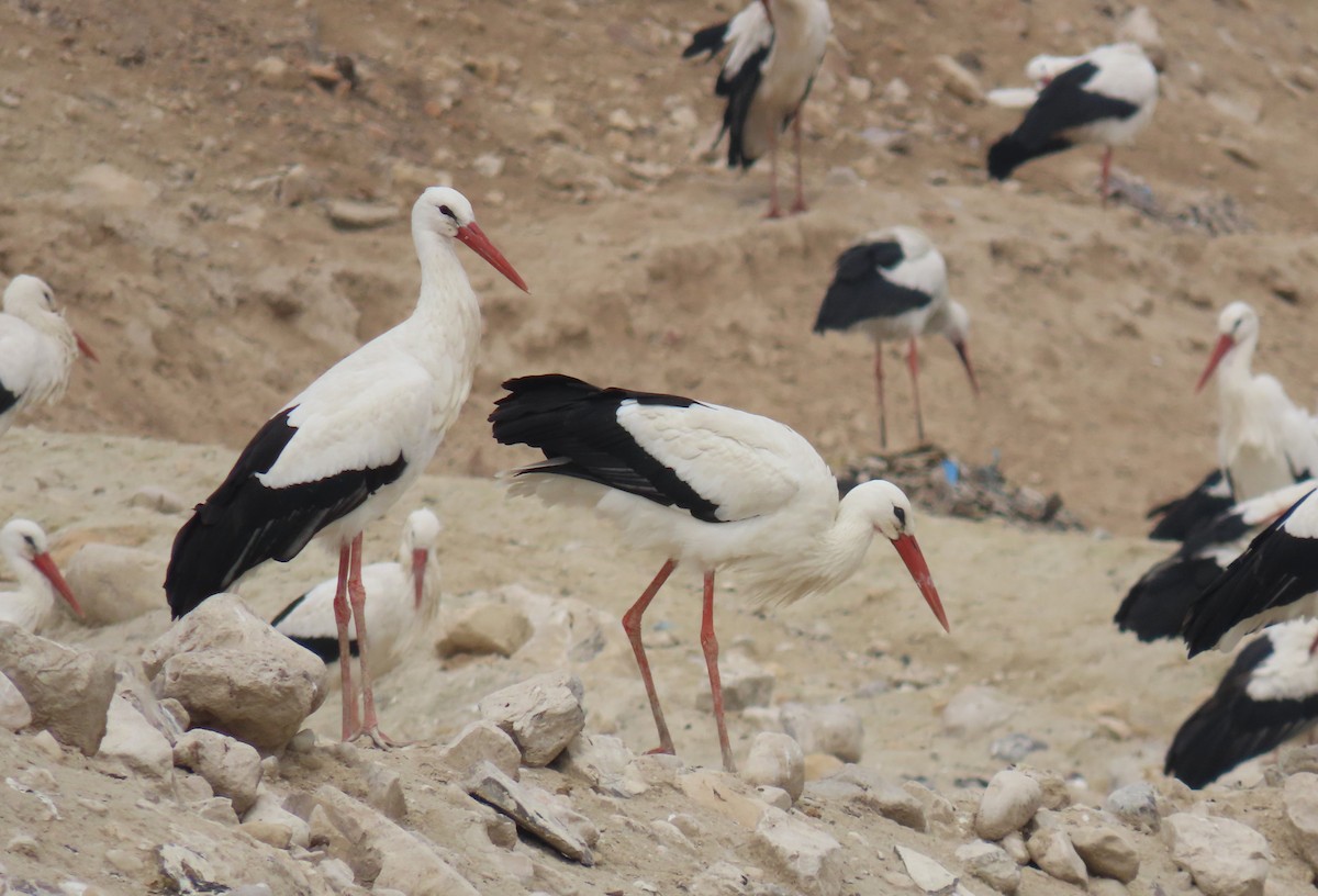 White Stork - ML615391013