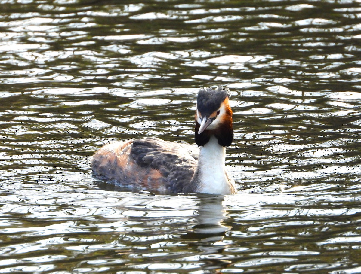 Great Crested Grebe - ML615391076
