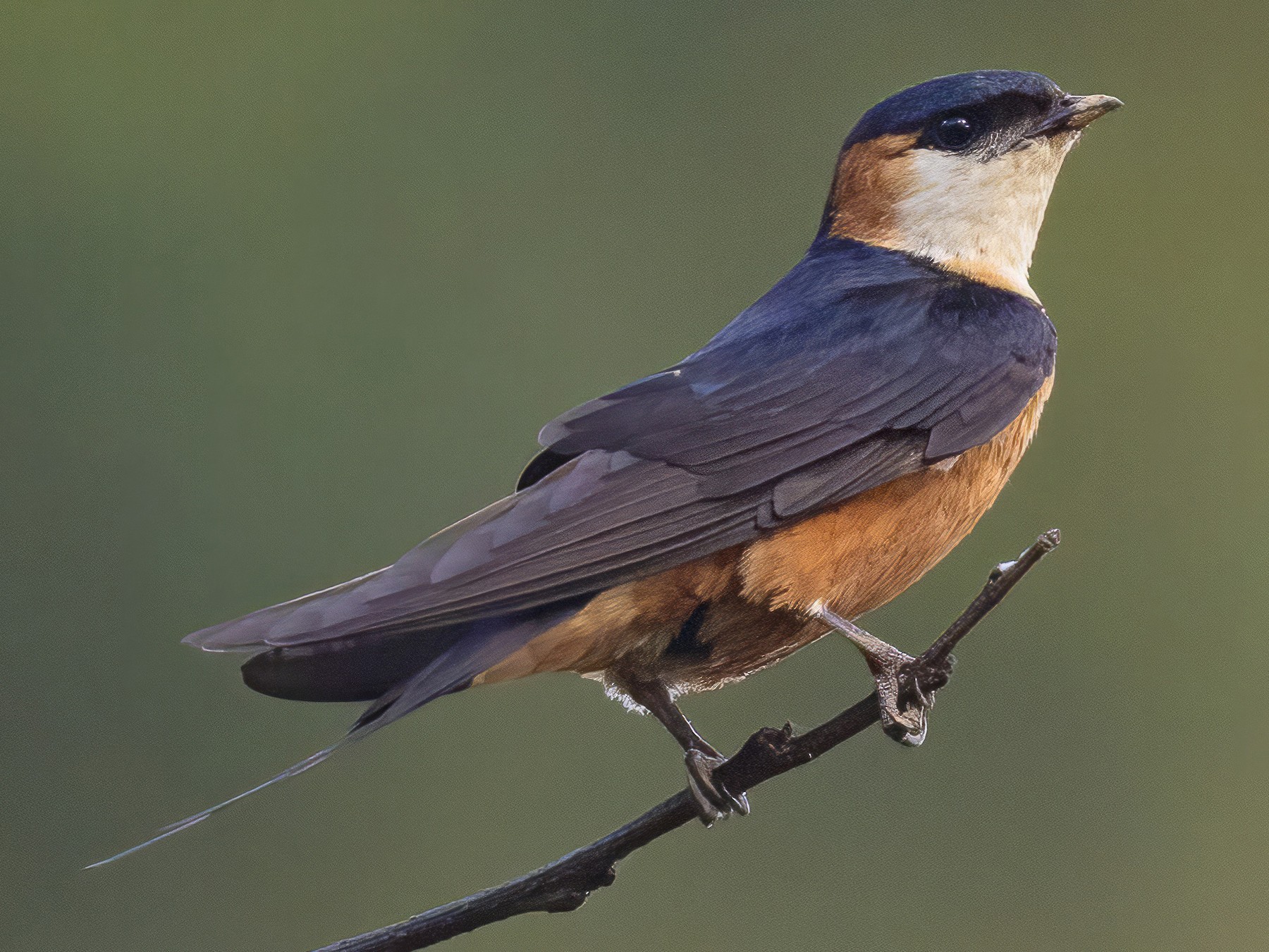 Mosque Swallow - Chris Venetz | Ornis Birding Expeditions
