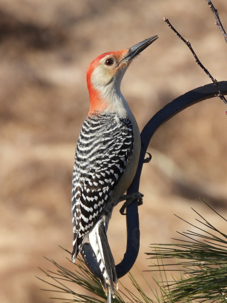 Red-bellied Woodpecker - ML615391221