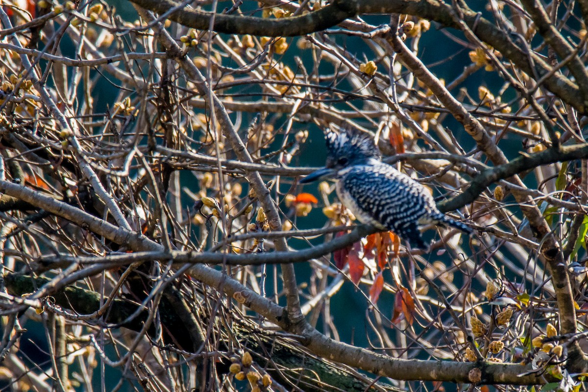 Crested Kingfisher - ML615391240