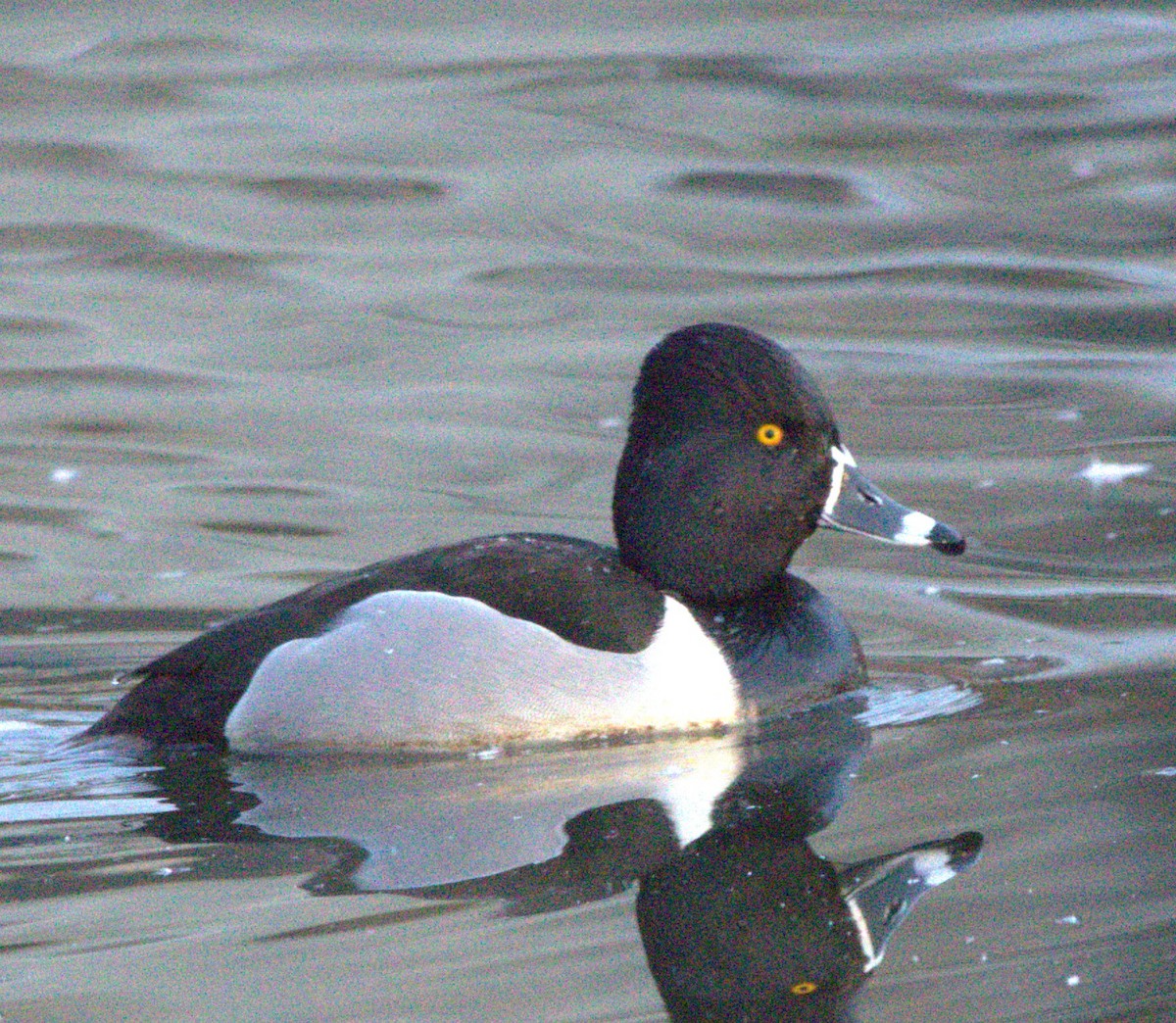 Ring-necked Duck - ML615391251