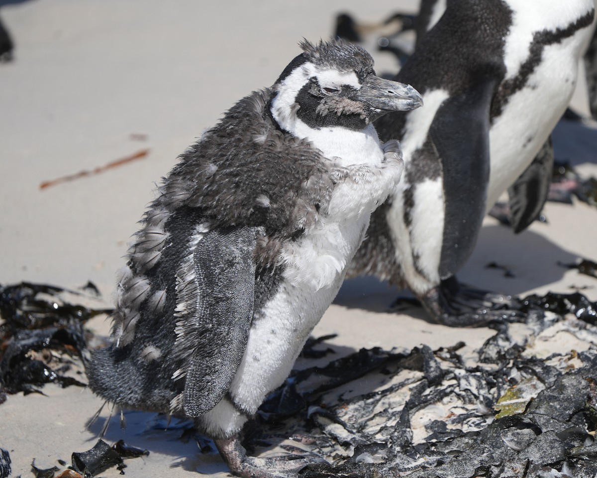 Pingüino de El Cabo - ML615391315