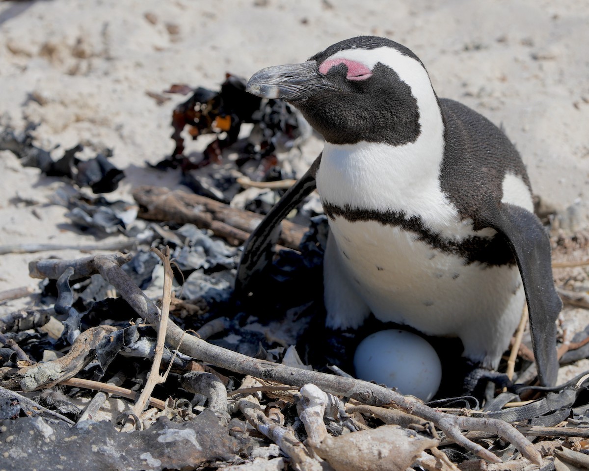 Pingüino de El Cabo - ML615391323
