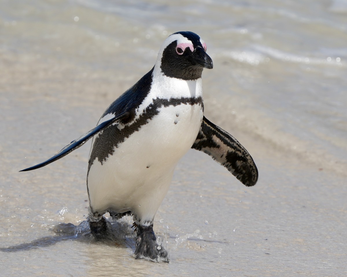 Pingüino de El Cabo - ML615391332