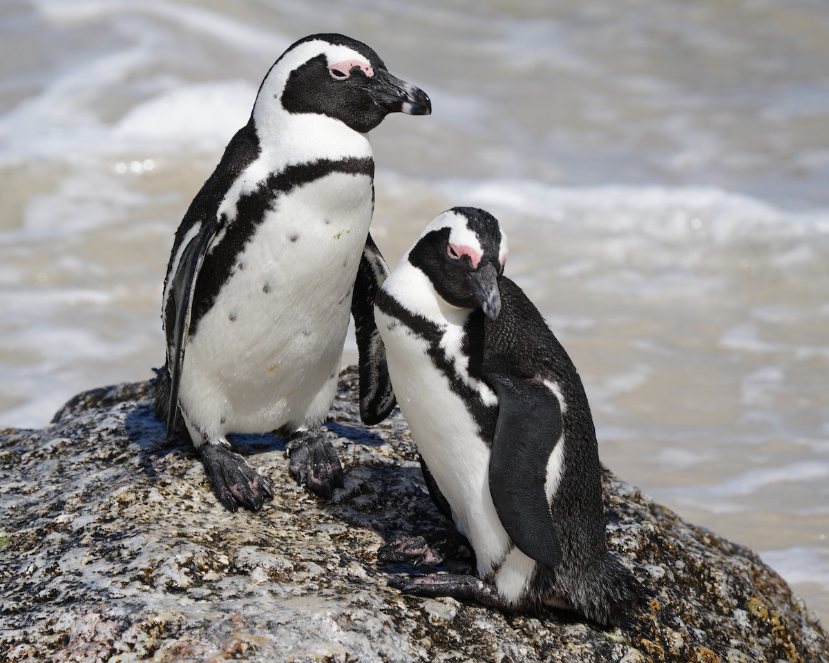 Pingüino de El Cabo - ML615391345