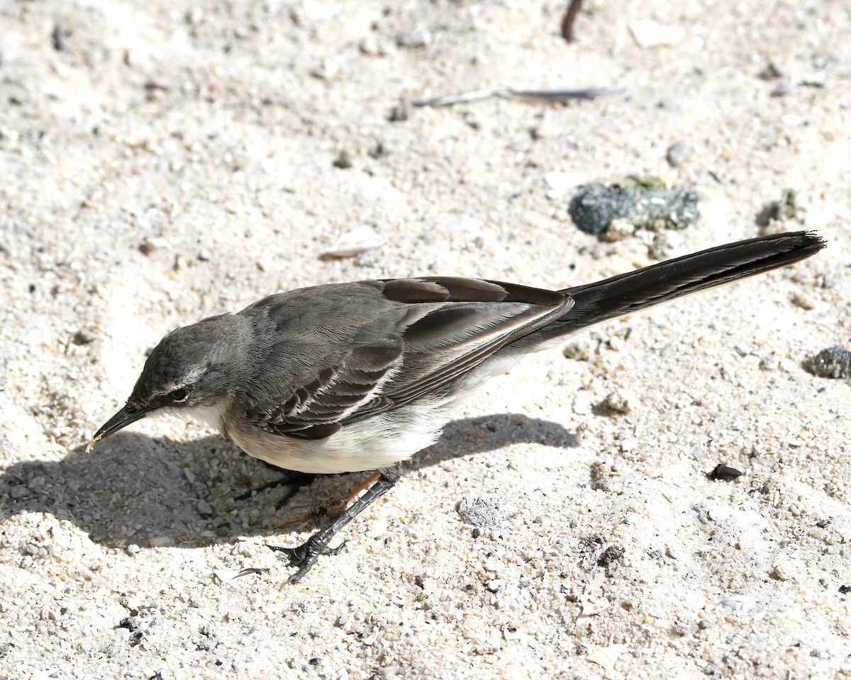Cape Wagtail - ML615391388