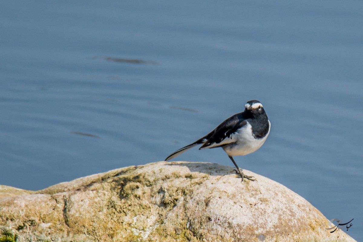 White-browed Wagtail - ML615391445