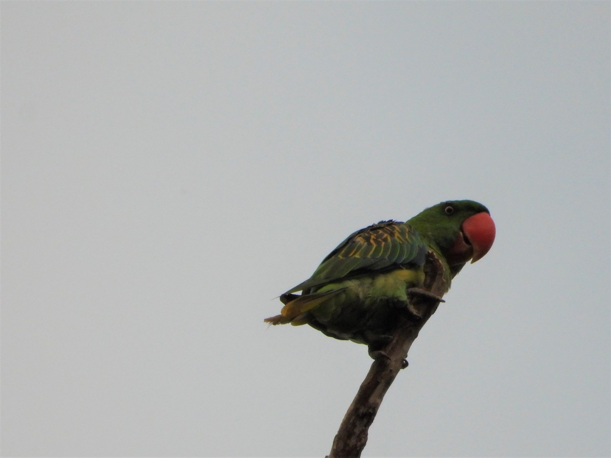Great-billed Parrot - ML615391615