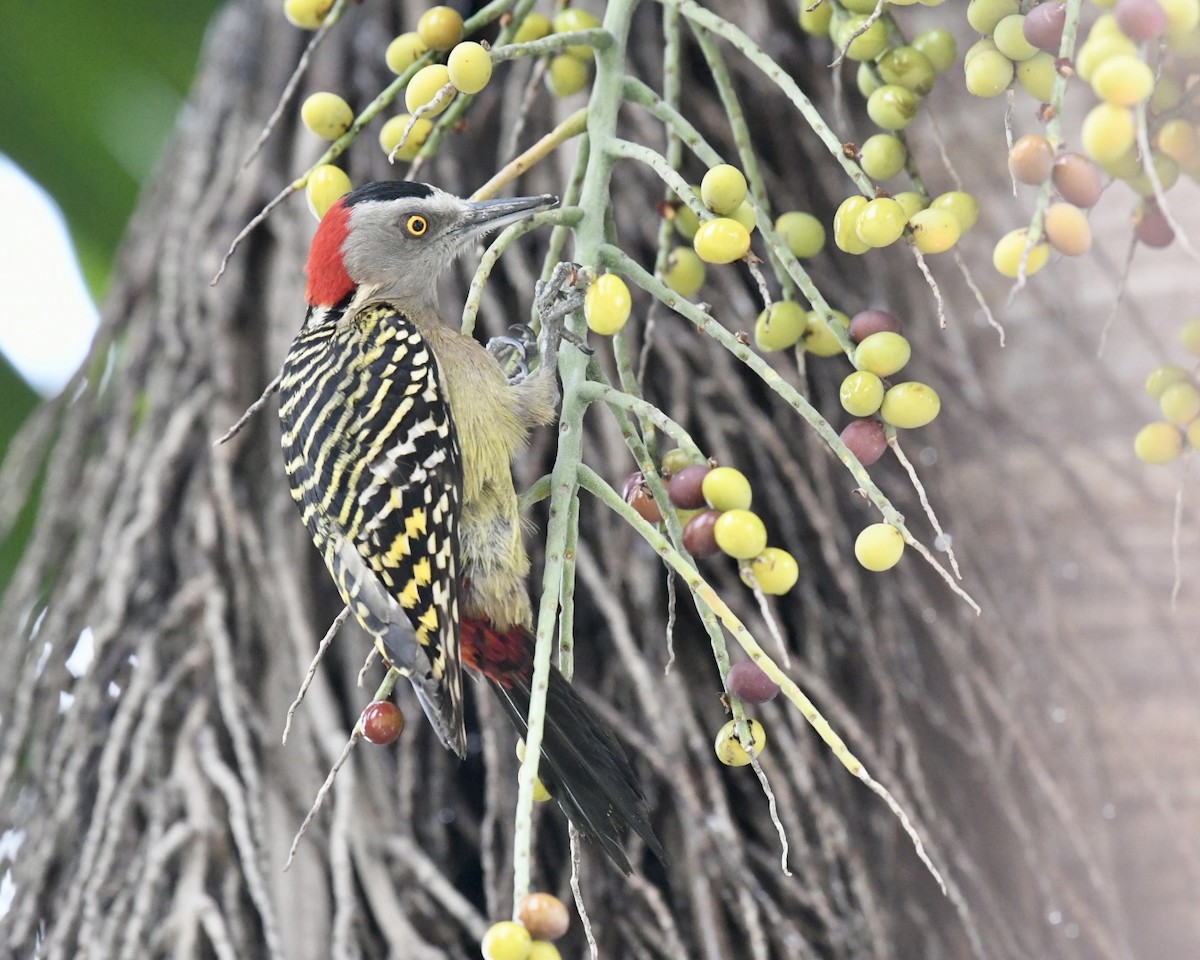 Hispaniolan Woodpecker - ML615391631
