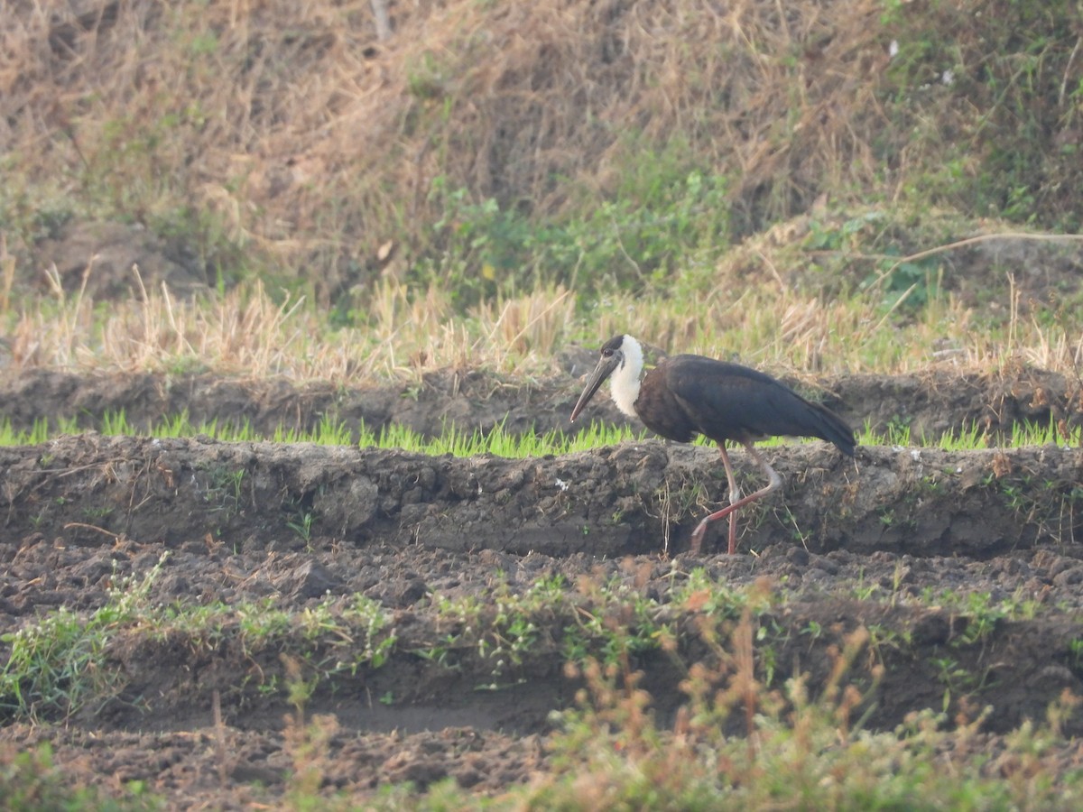 Asian Woolly-necked Stork - ML615391639