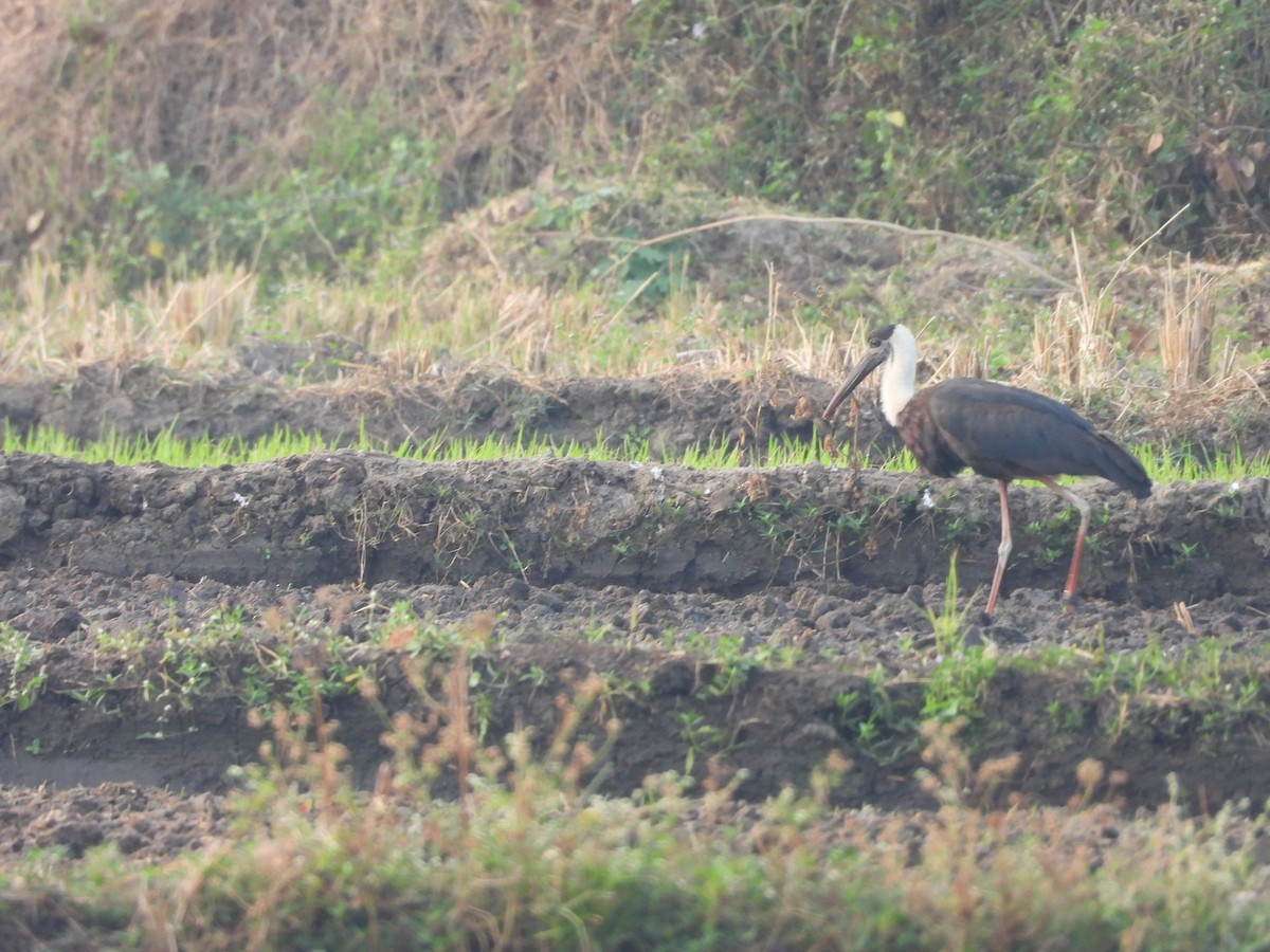 Asian Woolly-necked Stork - ML615391710
