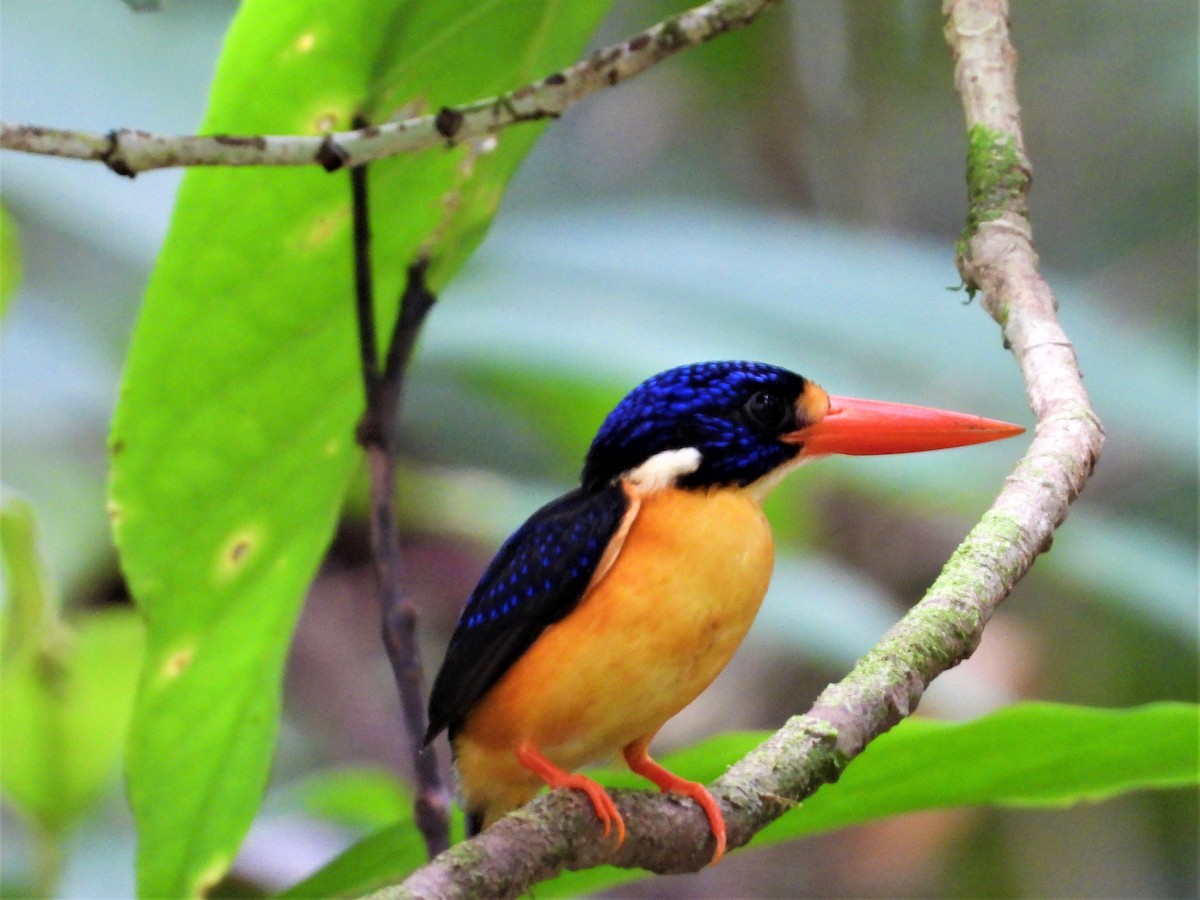 Moluccan Dwarf-Kingfisher (Seram) - ML615391755