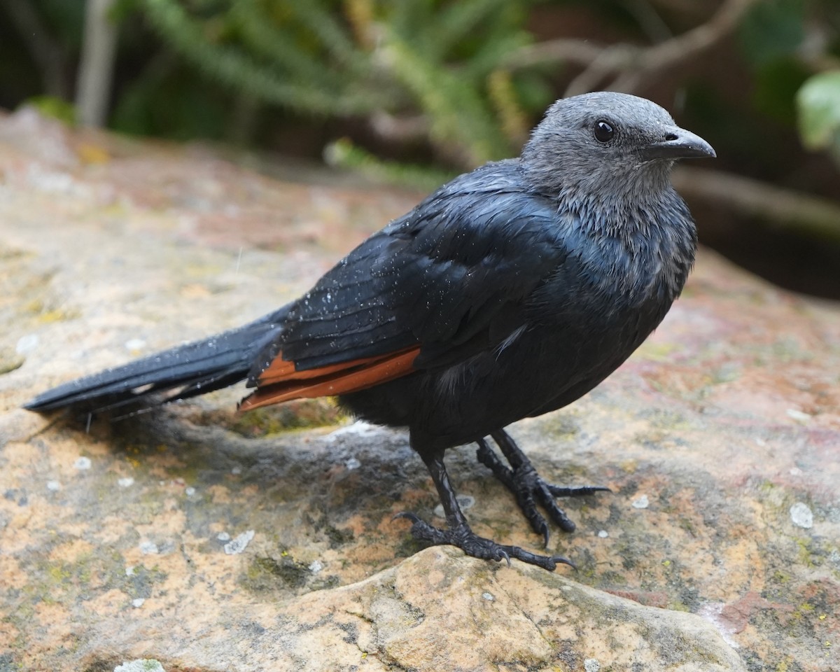 Red-winged Starling - ML615391779