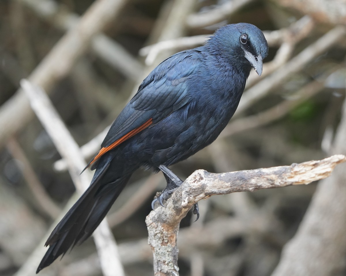 Red-winged Starling - ML615391785