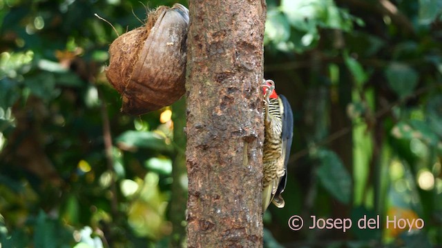 Pale-billed Woodpecker - ML615391838
