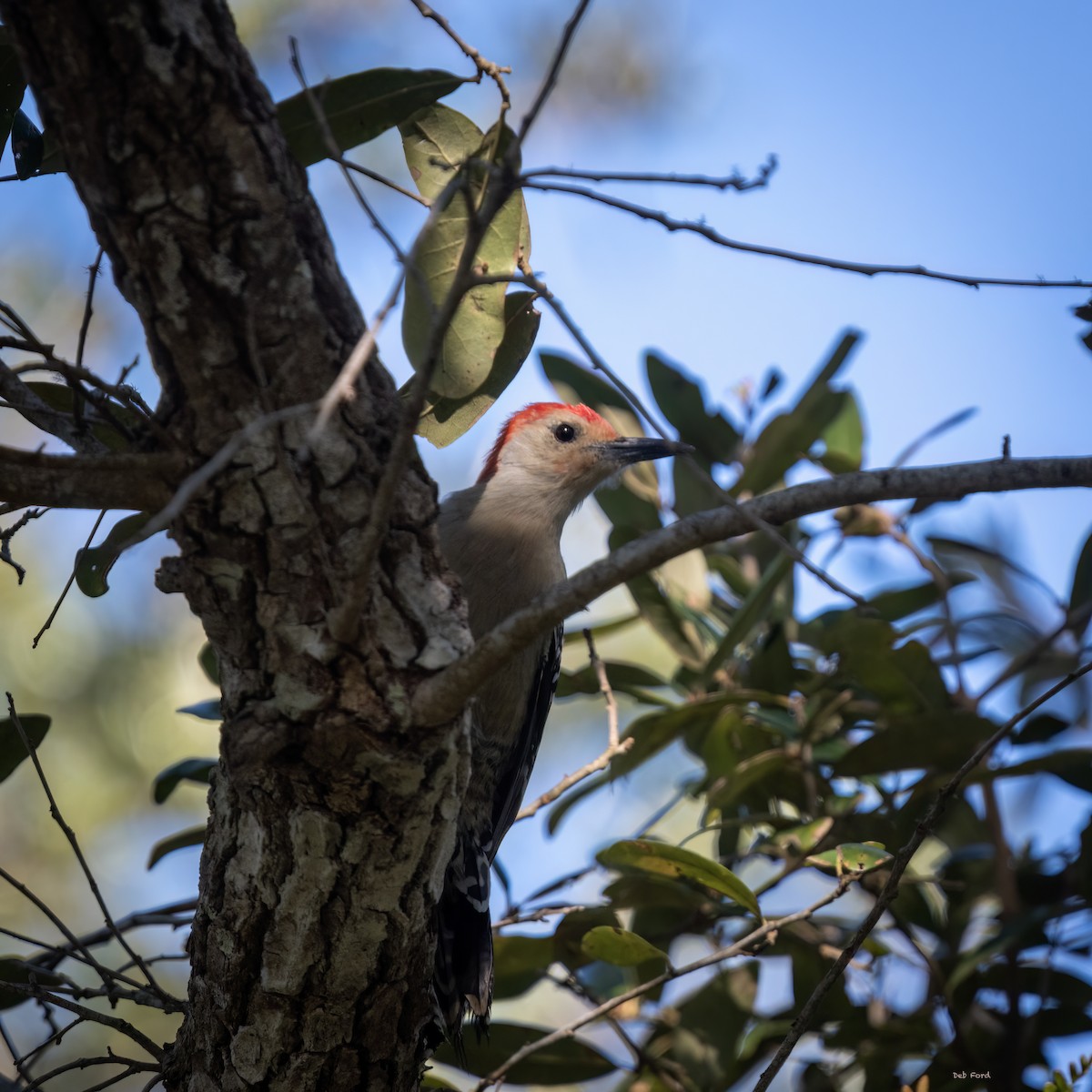 Red-bellied Woodpecker - ML615391848