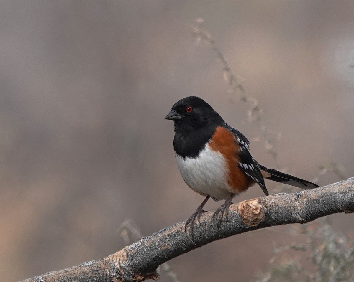 Spotted Towhee - ML615392003