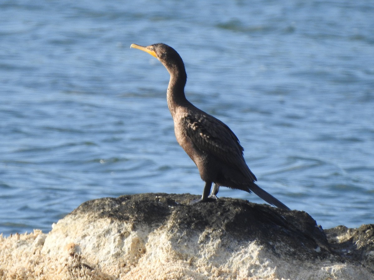 Double-crested Cormorant - ML615392016