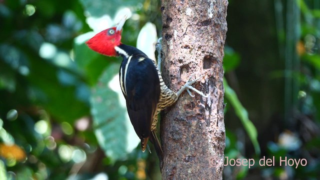 Pale-billed Woodpecker - ML615392193