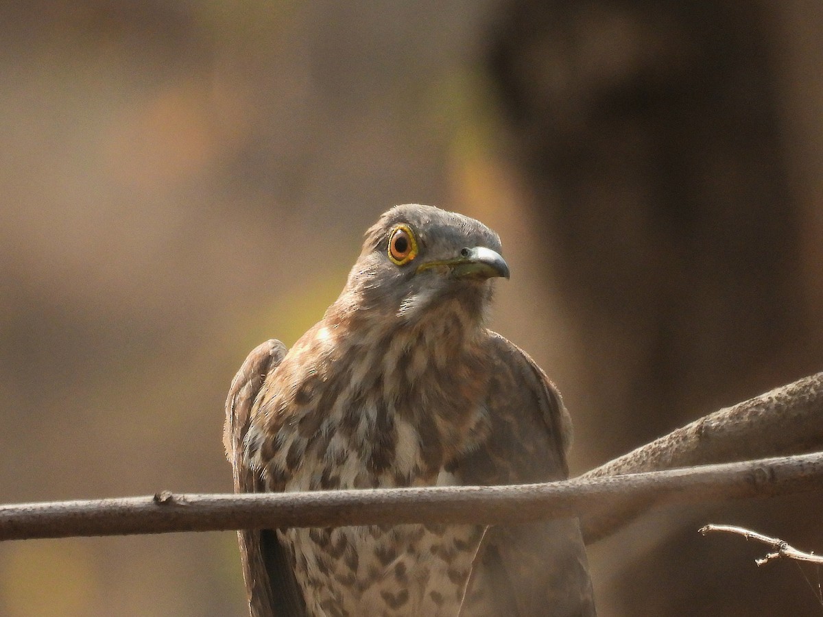 Common Hawk-Cuckoo - ML615392250