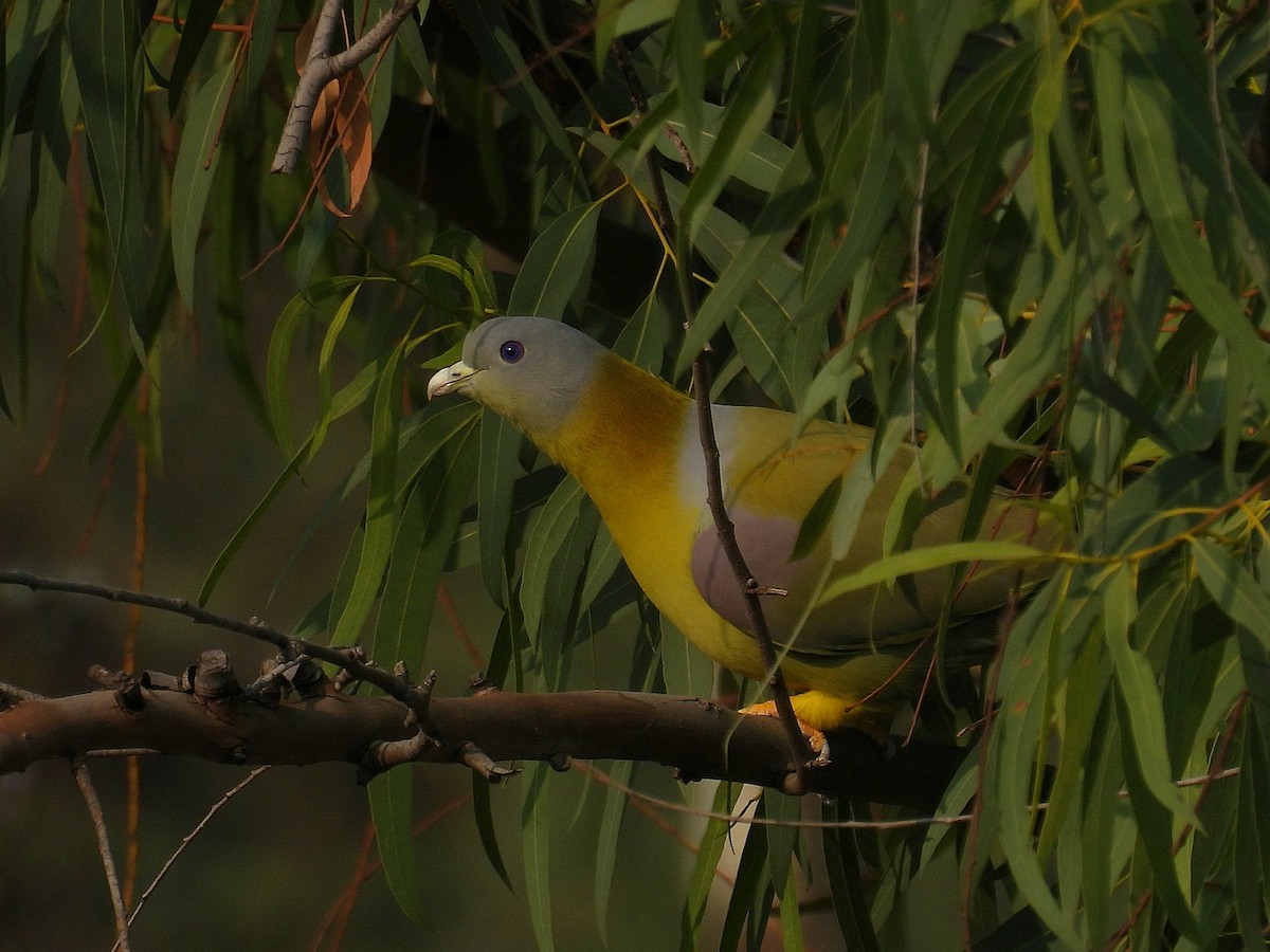 Yellow-footed Green-Pigeon - ML615392272