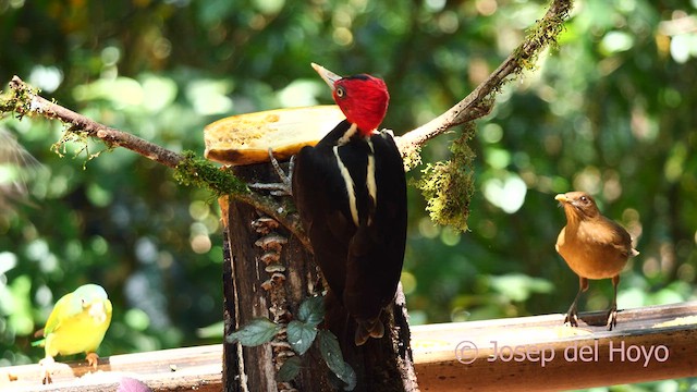 Pale-billed Woodpecker - ML615392409