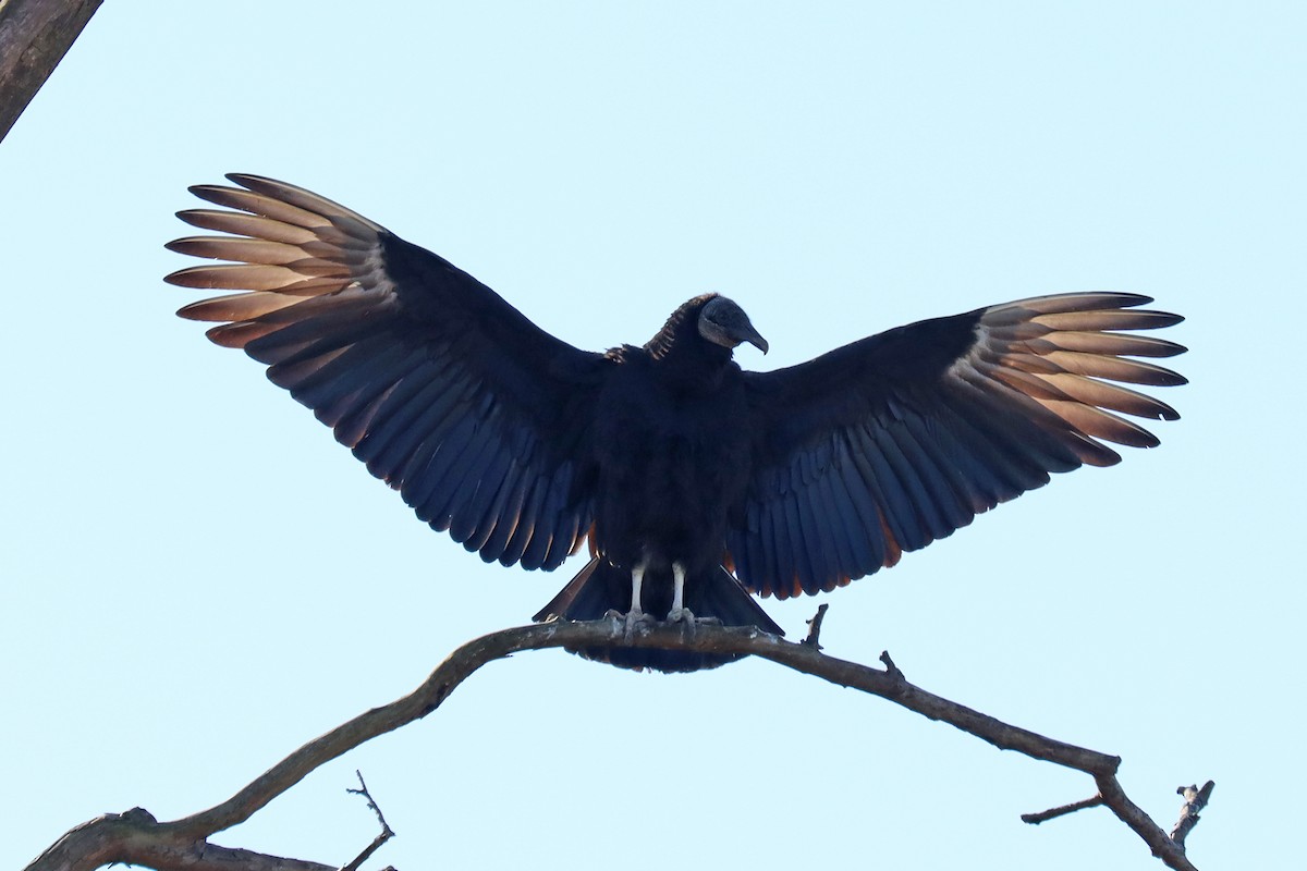 Black Vulture - ML615392426