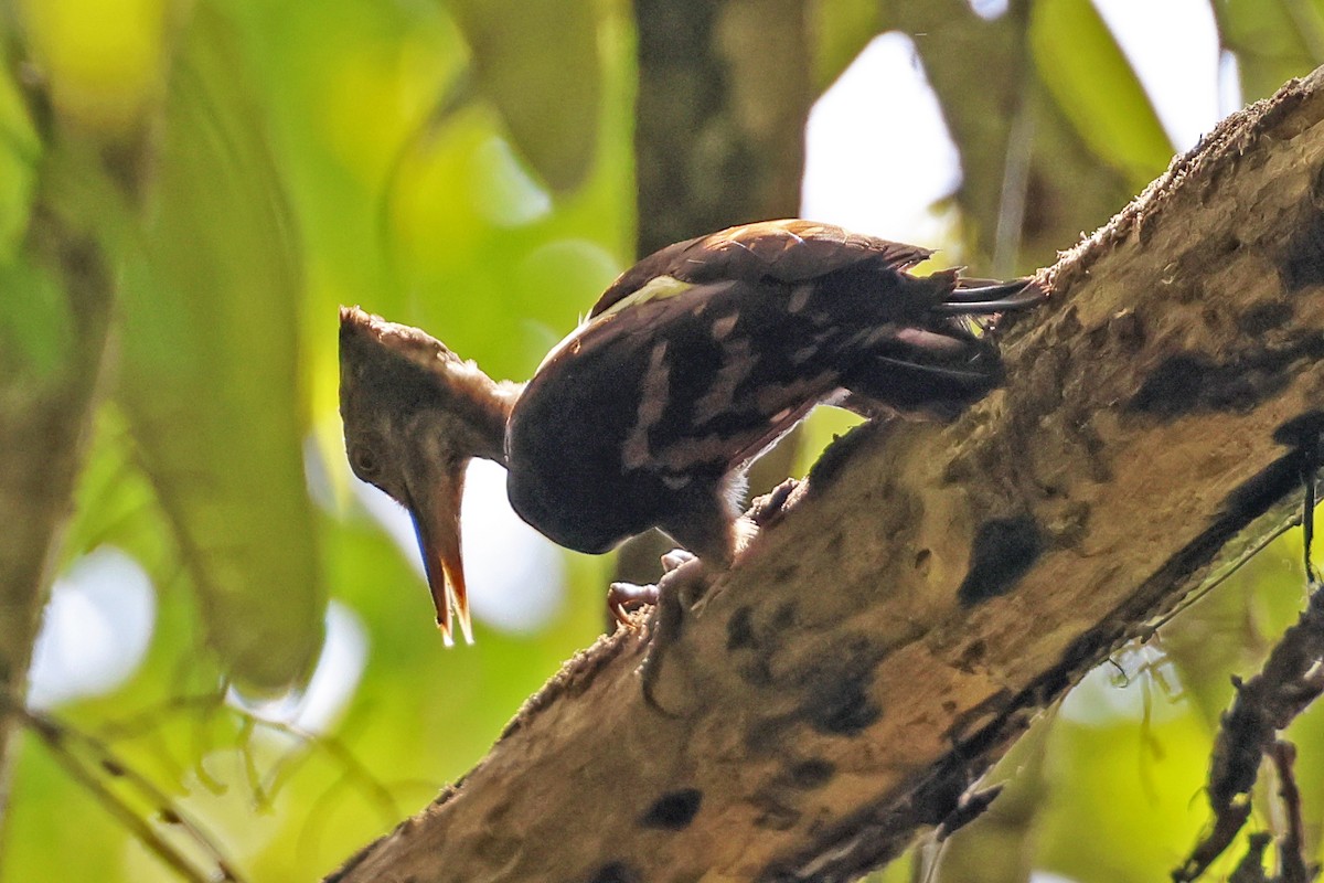 Orange-backed Woodpecker - ML615392485