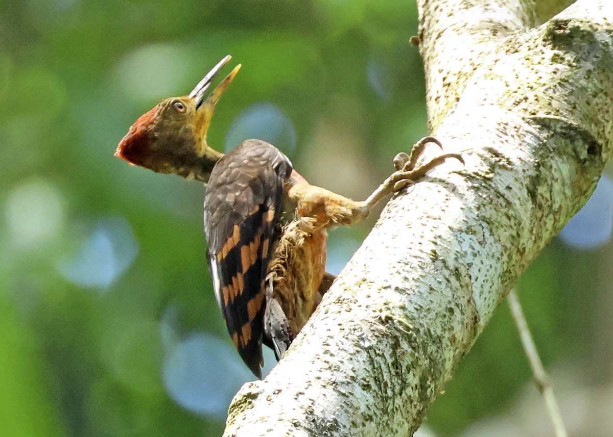 Orange-backed Woodpecker - ML615392486