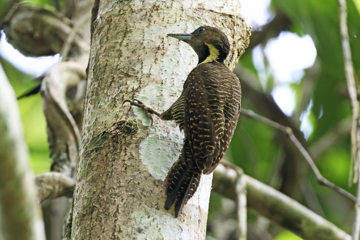 Buff-necked Woodpecker - ML615392511