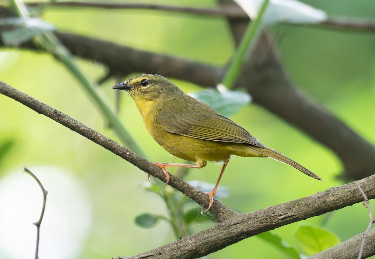 Two-banded Warbler - ML615392536