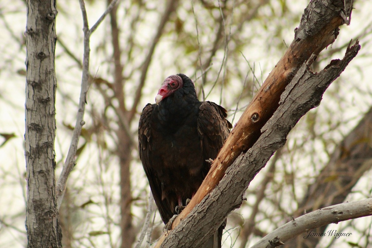 Turkey Vulture - James Wagner