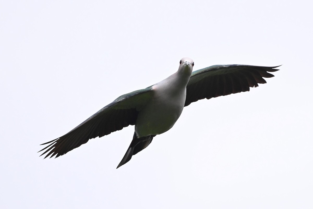 Green Imperial-Pigeon (Green) - ML615392612