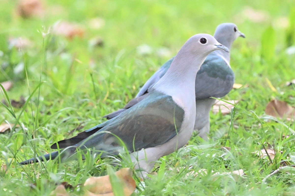 Green Imperial-Pigeon (Green) - ML615392613