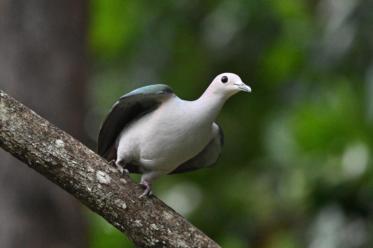 Green Imperial-Pigeon (Green) - ML615392617