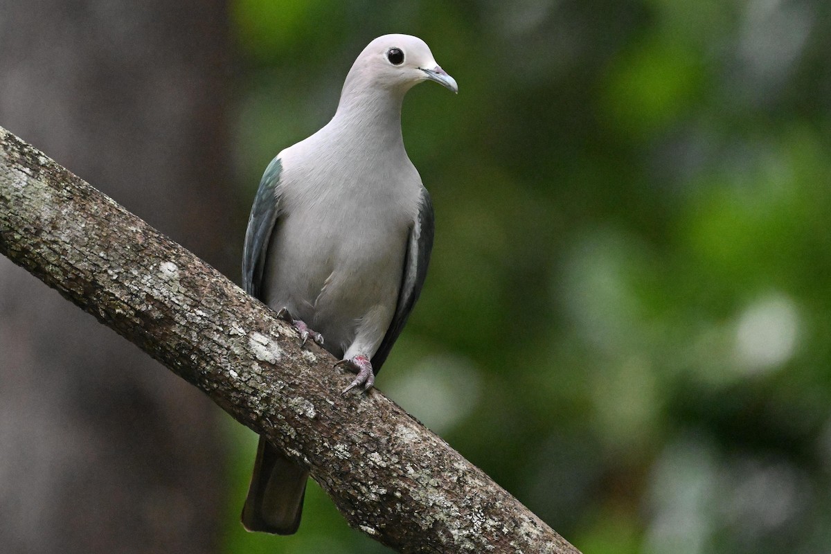 Green Imperial-Pigeon (Green) - ML615392618