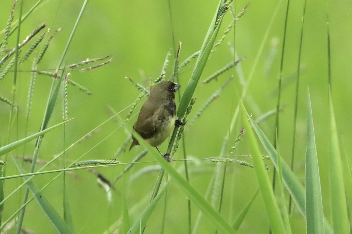 Yellow-bellied Seedeater - ML615392624