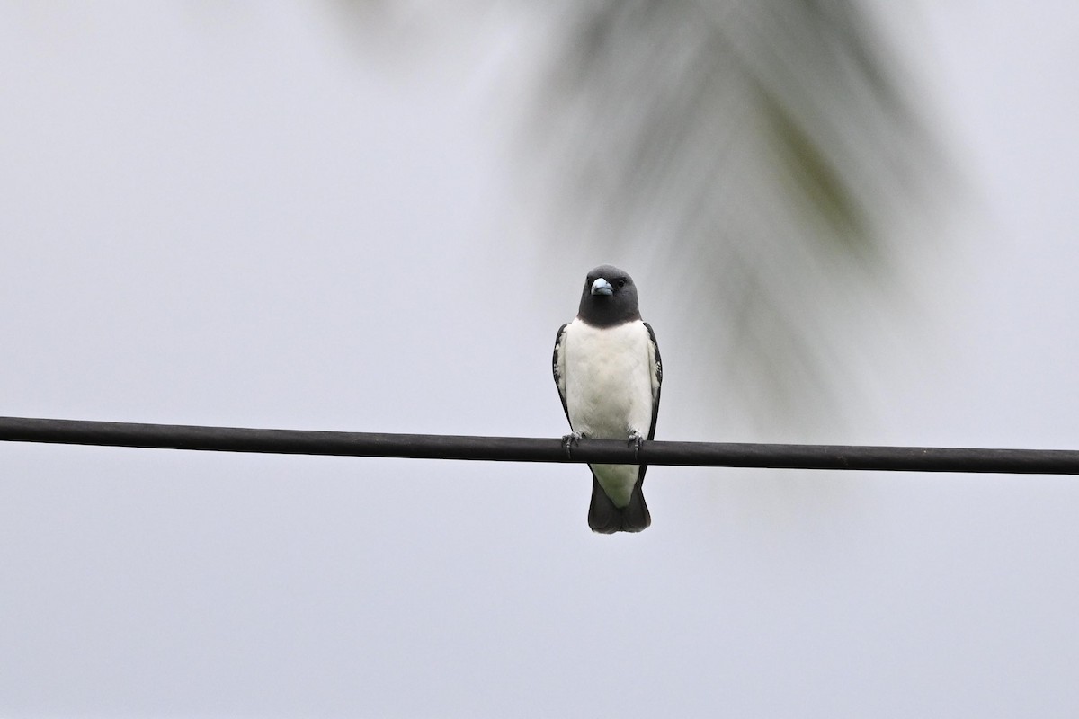 White-breasted Woodswallow - Zhao-Hui(釗輝) LIN(林)