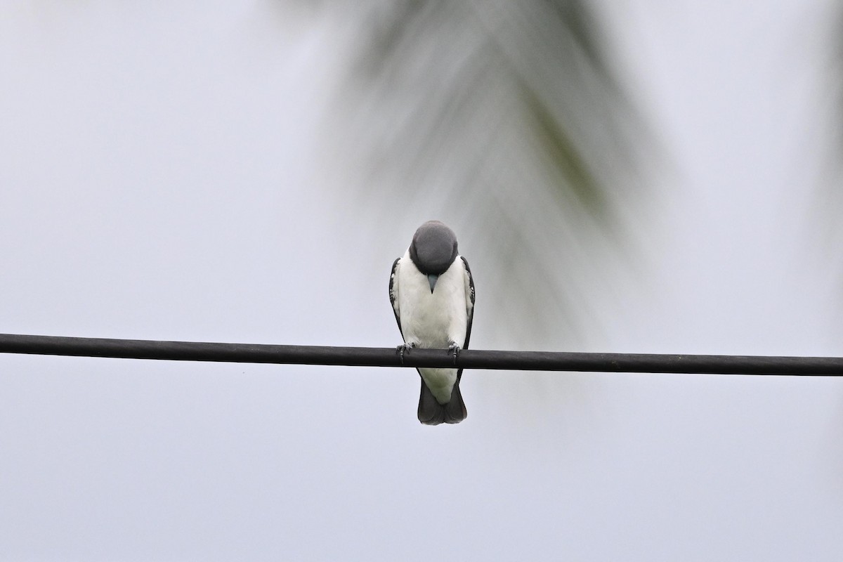 White-breasted Woodswallow - ML615392685