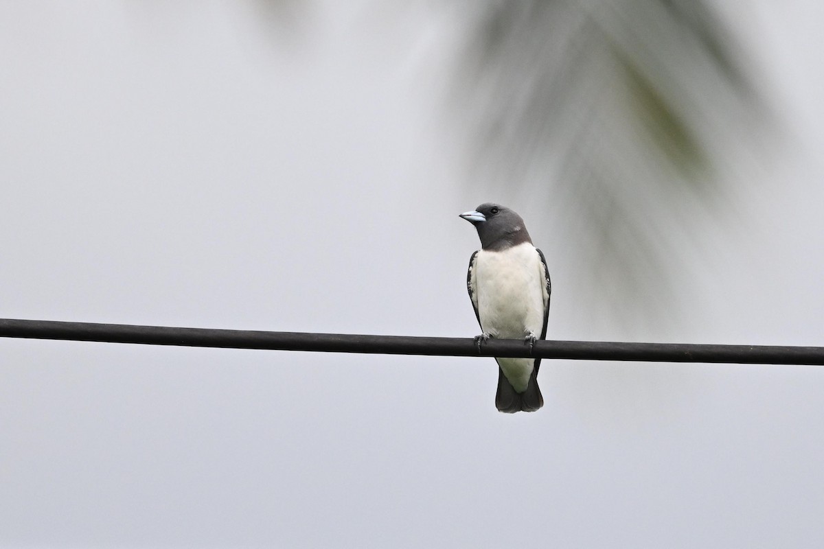 White-breasted Woodswallow - ML615392686
