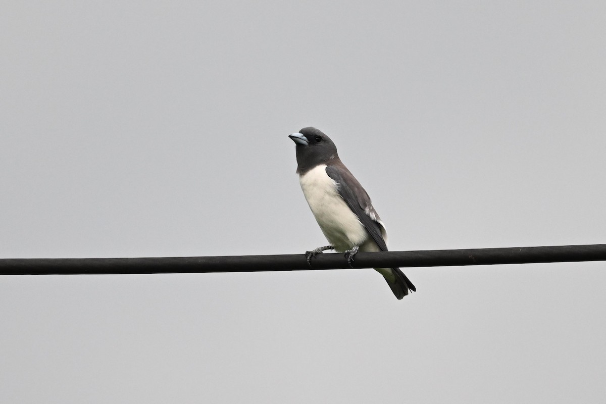 White-breasted Woodswallow - ML615392687
