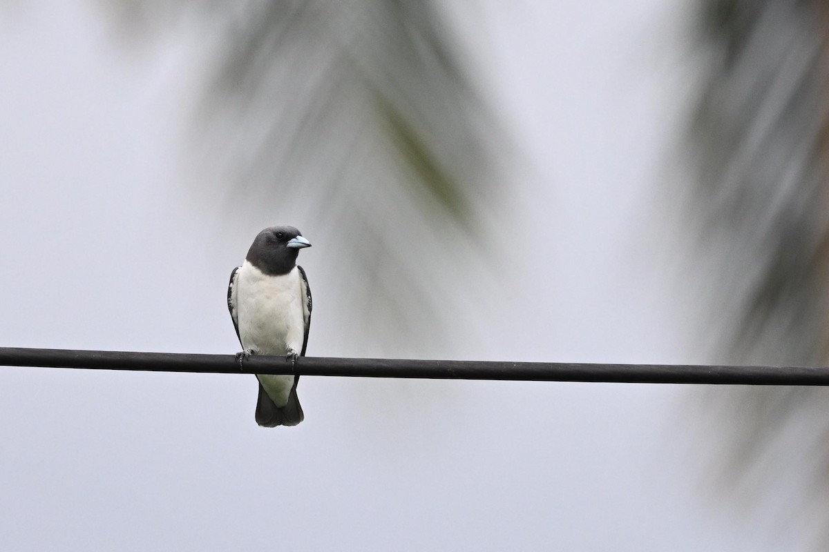 White-breasted Woodswallow - ML615392688