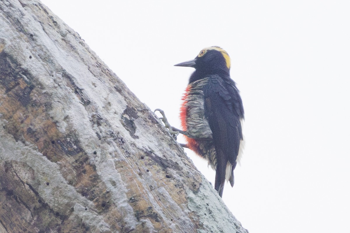 Yellow-tufted Woodpecker - ML615392691